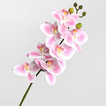 Kunst Orchidee Roze/Crème 73cm