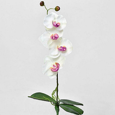 Orchidée Papillon 50cm Blanc