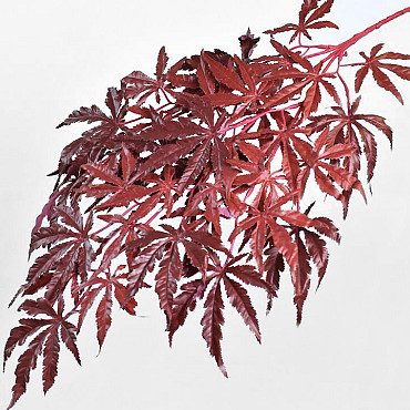 Japanse Esdoorn 70cm Rood