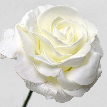 Foam Rose XL White, D 13cm