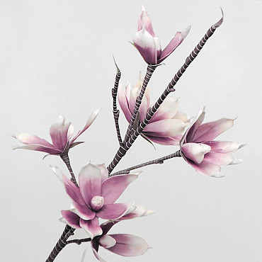 Foam Magnolia Wit/Lila, D 18cm