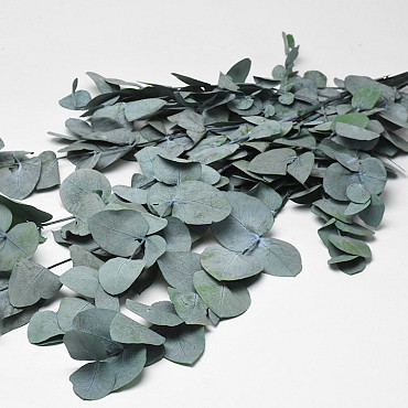 Eucalyptus Cinerea Blauw-Groen 65cm
