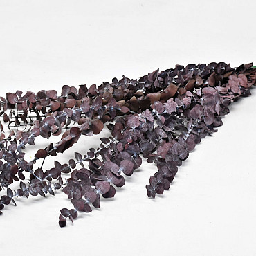 Eucalyptus Baby Blue Rouge 65cm