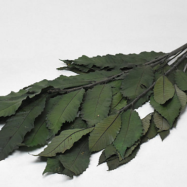 Chataignier 150gr. 60cm Vert