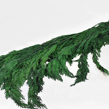 Thuja Green 100cm 1kg