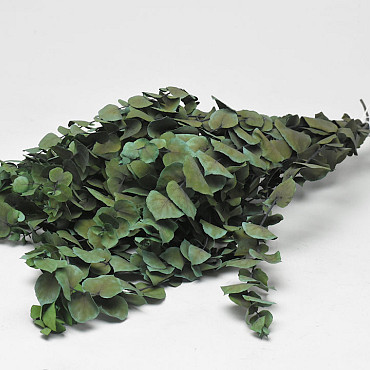 Eucalyptus Stuartiana Groen 65cm.