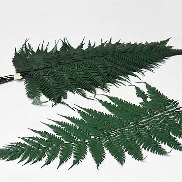 Fougère Brilliant Fern 30-40cm 10-Pack