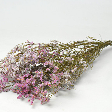 Limonium Pink 60cm 