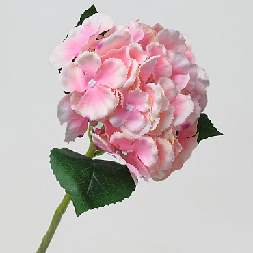 Hortensien Rosa D16cm 