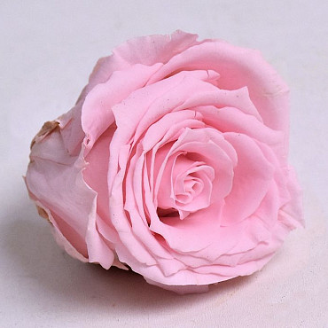 Roses préservé 5cm Rose Pastel