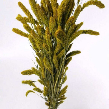 Setaria Lente Groen 65cm