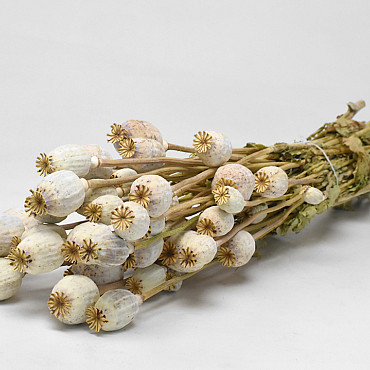 Pavot Naturel
