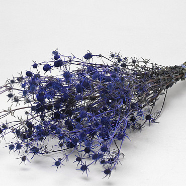 Eryngium Distels 60cm Blauw