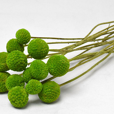 Craspedia Groen 15 stuks 40cm