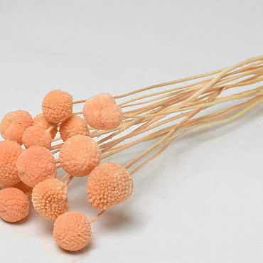 Craspedia Pêche Pastel 15pcs 40cm