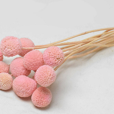 Craspedia Pastel Roze 15 stuks 40cm
