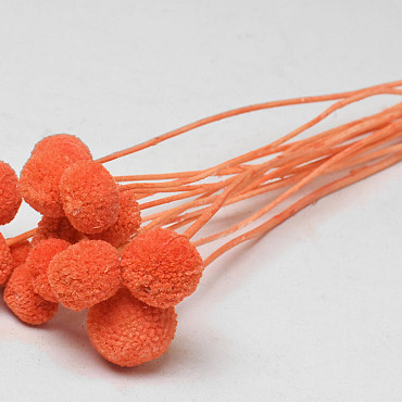 Craspedia Oranje 15 stuks 40cm