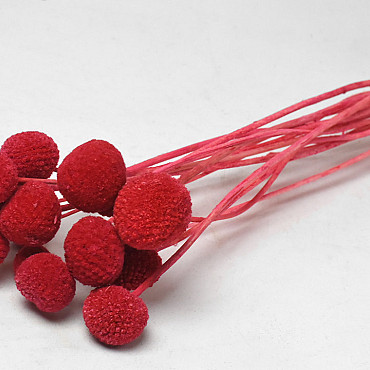 Craspedia Rouge 15pcs 40cm