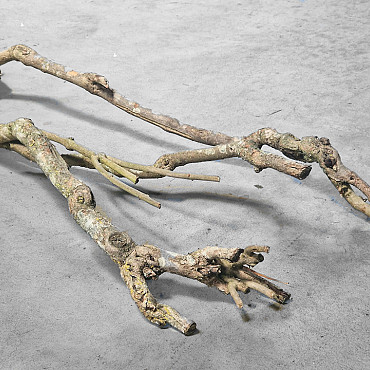Bois de Lila 100-120cm
