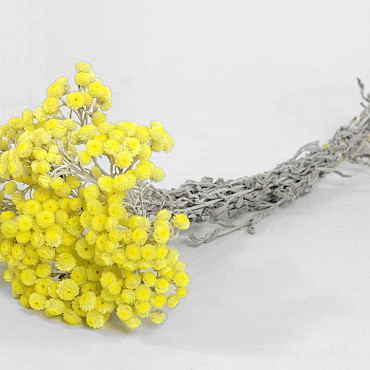 Helichrysum Immortelle Geel 30cm