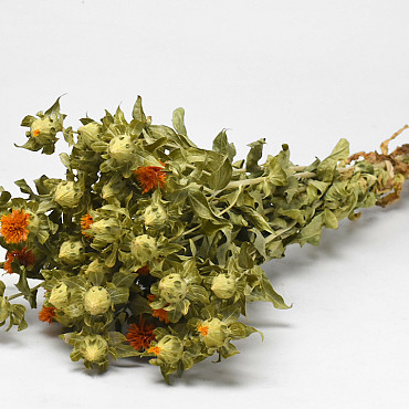Carthamus 65cm