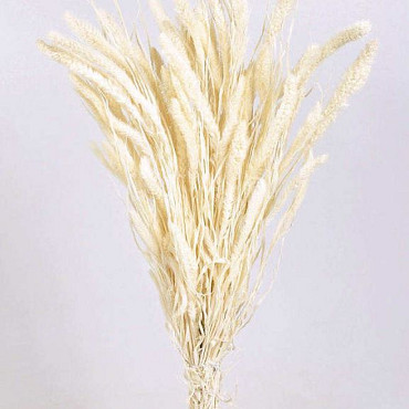 Setaria Bleached 65cm
