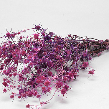 Eryngium Disteln Rosa 60cm 