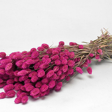 Bouquet Phalaris Fuchsia 70cm