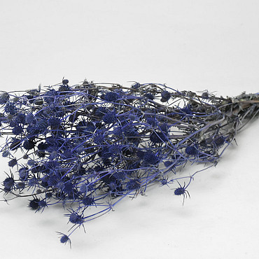 Eryngium Thistles 60cm Blue