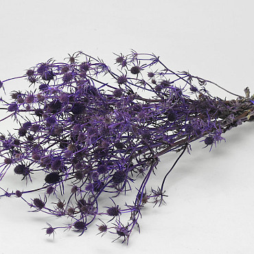 Chardon Eryngium 60cm Violet