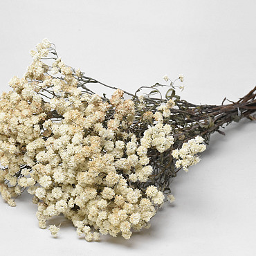 Achillea Pearl 60cm