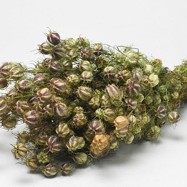 Nigella 50cm