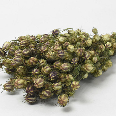Bouquet de Nigella 45cm