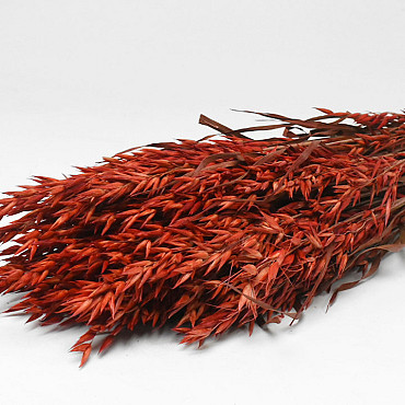 Bouquet Avoine Rouge 70cm