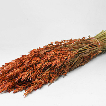 Hafer Dunkel Orange 70cm