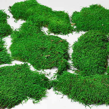Platmos Lichtgroen per Kg