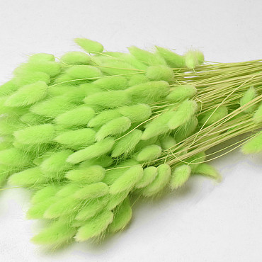 Lagurus  Pastel Green 60cm