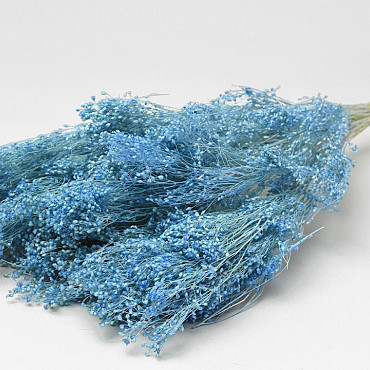 Broom Bloom Pastel Blue 50cm 100gr.