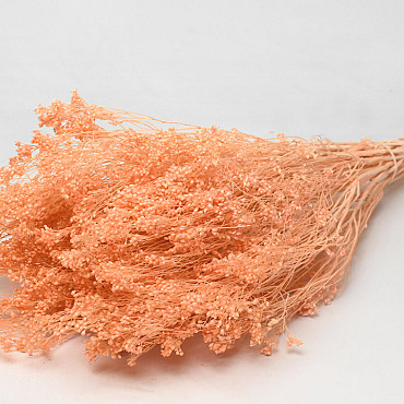 Broom Bloom Pastel Peach 50cm