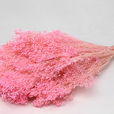 Broom Bloom pastellrosa 50cm