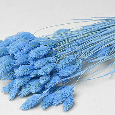 Bouquet Phalaris Bleu Pastel 70cm