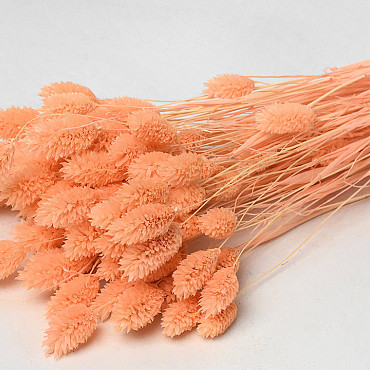 Phalaris Pastell Pfirsich 70cm