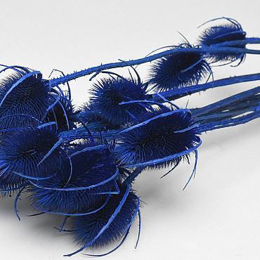 Cardoon Thistle Blue 70cm