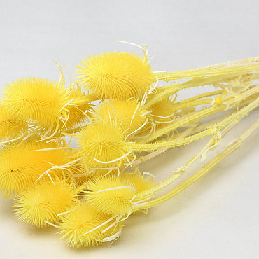 Cardy Distel Gelb 70cm