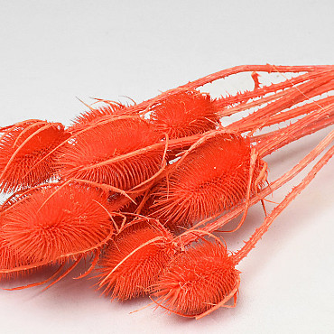 Kardoen Distel Oranje 70cm