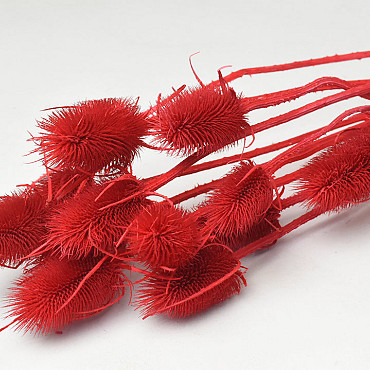 Cardoon Thistle Red 70cm