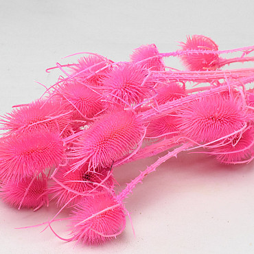 Kardoen Distel Roze 70cm
