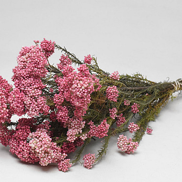 Rice Flower 40cm 