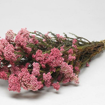 Rice Flower 50cm, 10 stelen