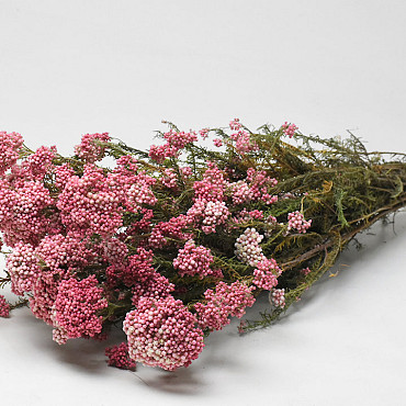 Rice Flower 60cm 
